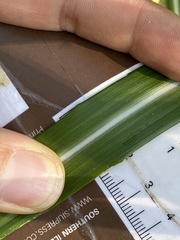 Miscanthus sacchariflorus