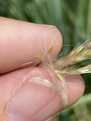 Miscanthus sacchariflorus