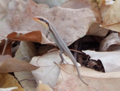 Trachylepis wahlbergii