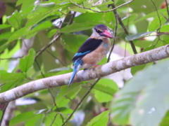 Halcyon malimbica dryas