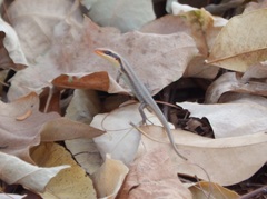 Trachylepis wahlbergii