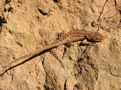 Sceloporus subniger