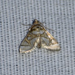 Pseudopyrausta santatalis