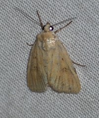 Heliocheilus paradoxus