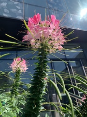 Cleome