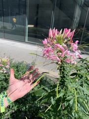 Cleome