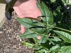 Cleome