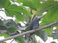 Psittacus erithacus princeps