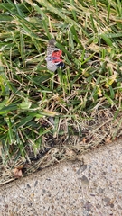 Lycorma delicatula
