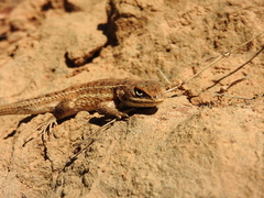 Sceloporus subniger