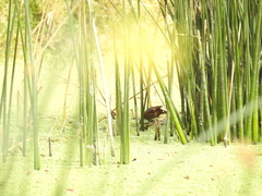 Phleocryptes melanops