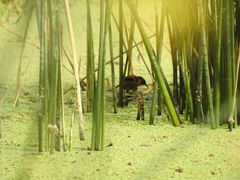 Phleocryptes melanops