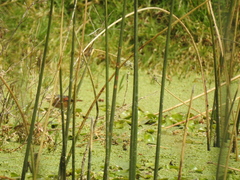 Phleocryptes melanops