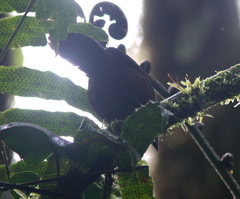 Oreothraupis arremonops