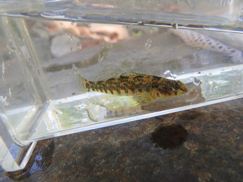 Banded darter (Etheostoma zonale) — Percidae — 4