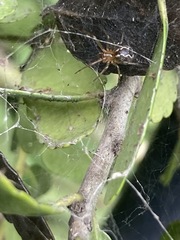 Anelosimus studiosus