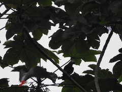 Psittacus erithacus princeps