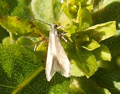 Schreckensteinioidea