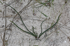 Thamnochortus spicigerus