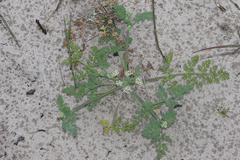 Capnophyllum