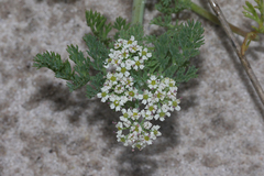 Capnophyllum