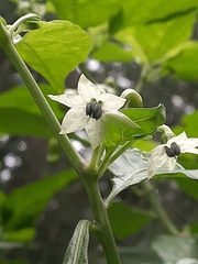 Capsicum chinense
