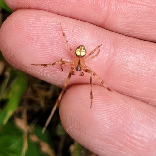 Lattice Orbweaver
