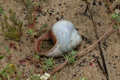 Trigonephrus