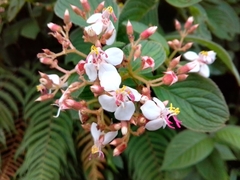 Heterocentron glandulosum