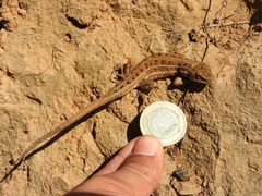 Sceloporus subniger
