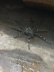 Dolomedes tenebrosus