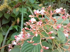 Heterocentron glandulosum