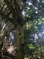 Ficus auriculata