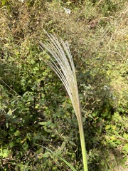 Miscanthus sacchariflorus