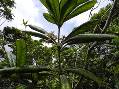 Pittosporum glabrum