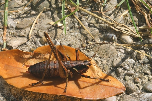 Portuguese Mountain Bush-cricket