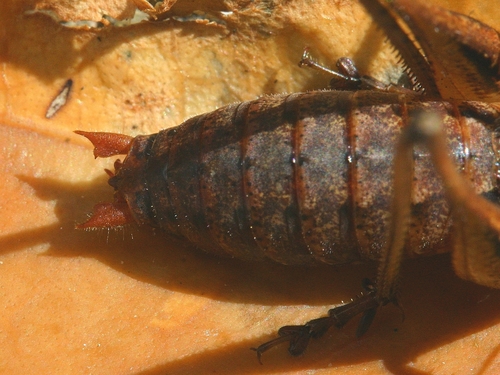 Portuguese Mountain Bush-cricket