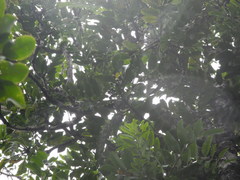 Polyscias sandwicensis