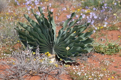 Boophone haemanthoides