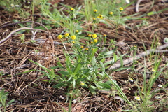 Senecio littoreus