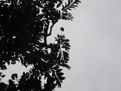 Polyscias sandwicensis