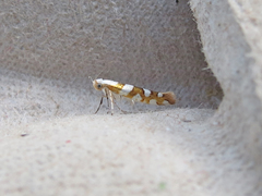 Argyresthia calliphanes