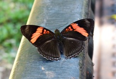 Adelpha lycorias lycorias