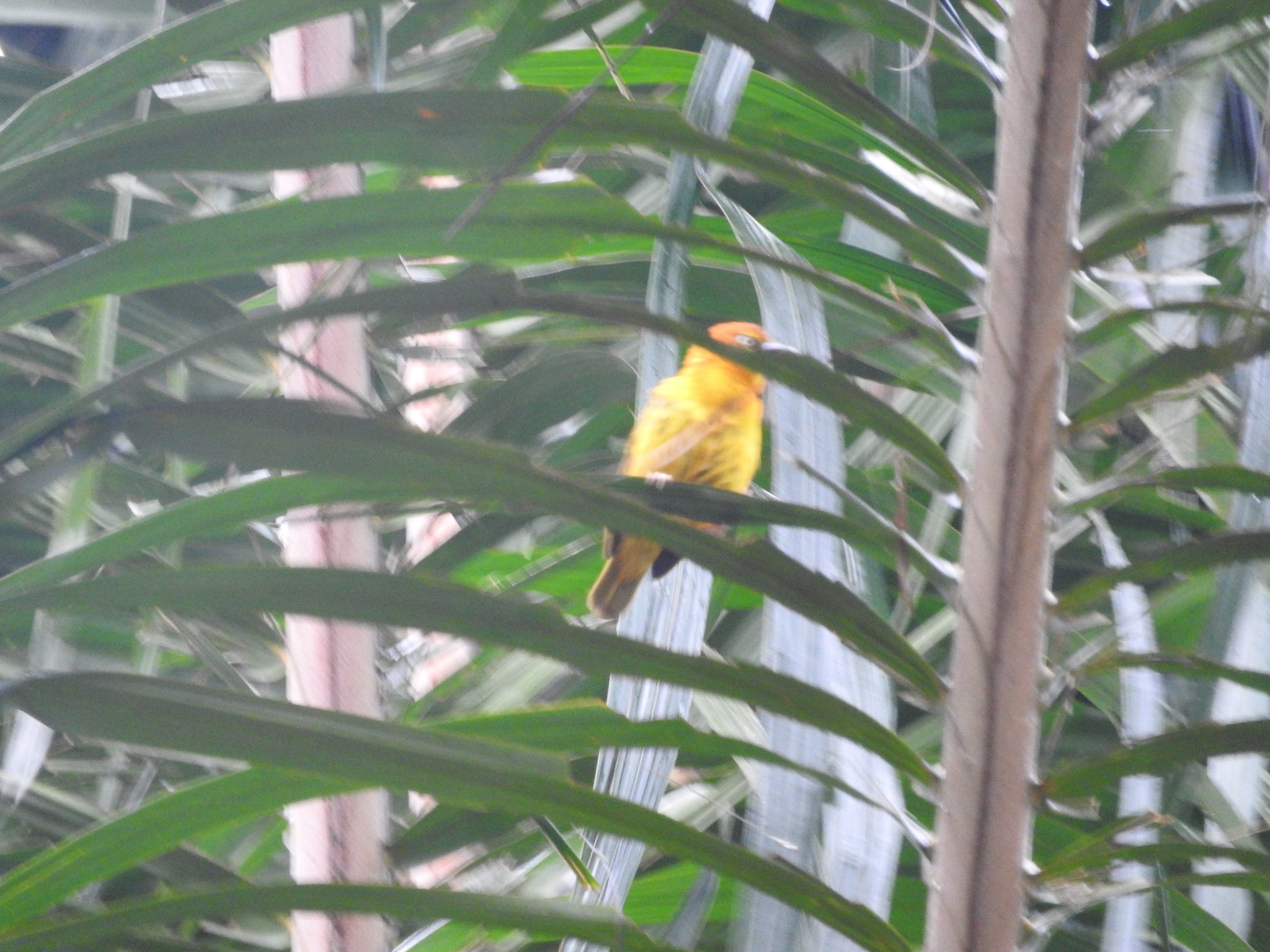 Principe Weaver (Ploceus princeps), photo 10