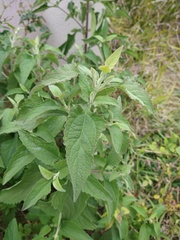 Buddleja stachyoides