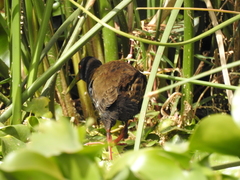 Pardirallus sanguinolentus