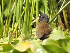 Pardirallus sanguinolentus