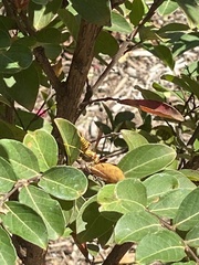 Polistes apachus