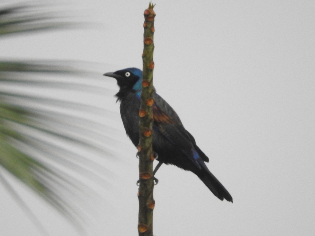 Principe Starling