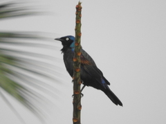 Principe Starling photo 1